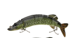 Multisectional Pike Lure